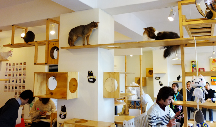 cat-cafe-to-open-in-london-east-end-cats