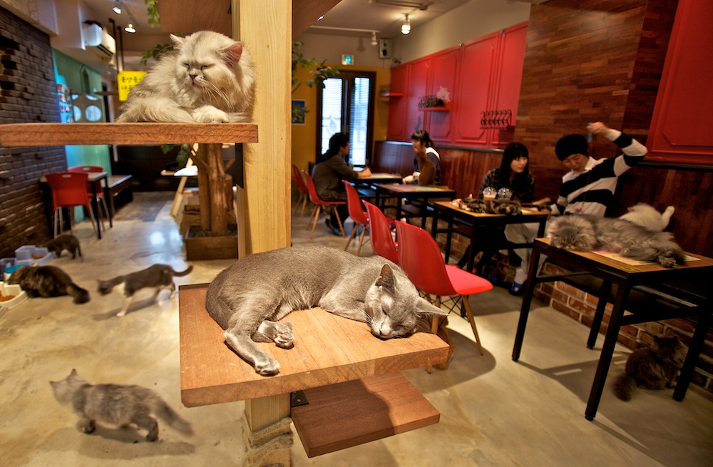 cat-cafe2