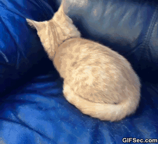 Gato sofá