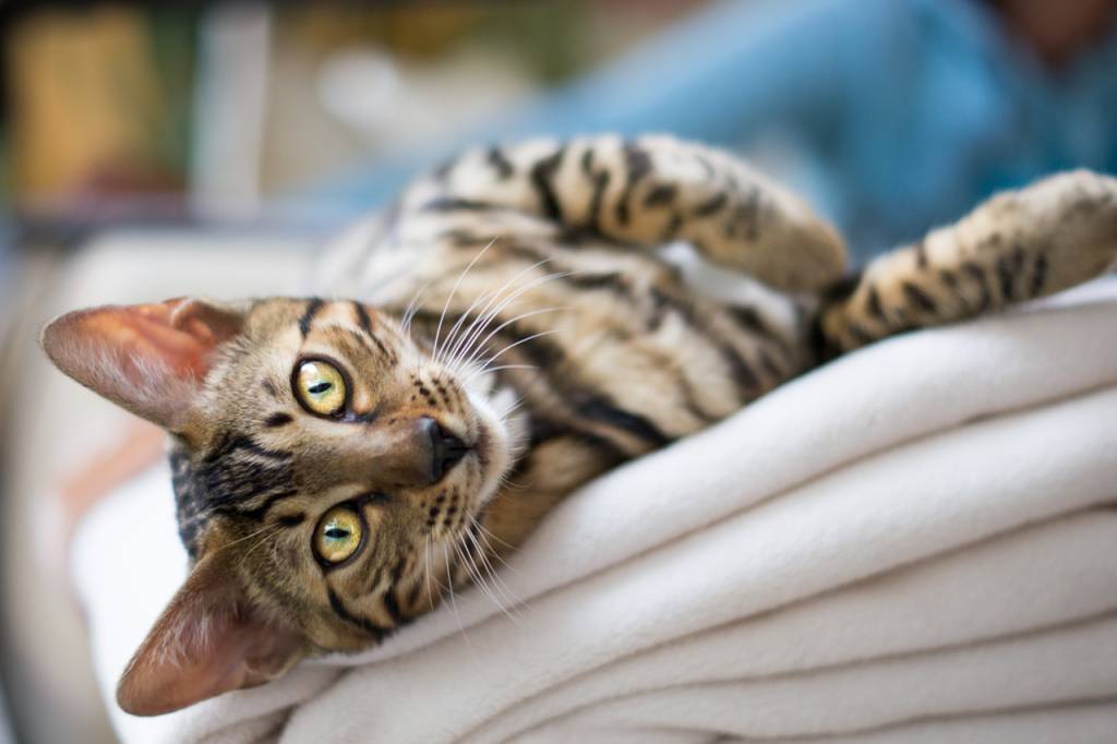 Bengal Cat