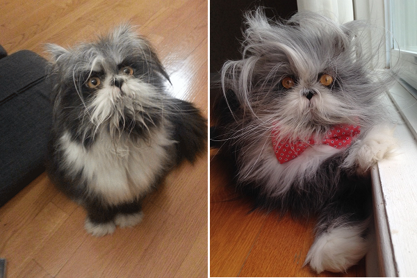 catdog