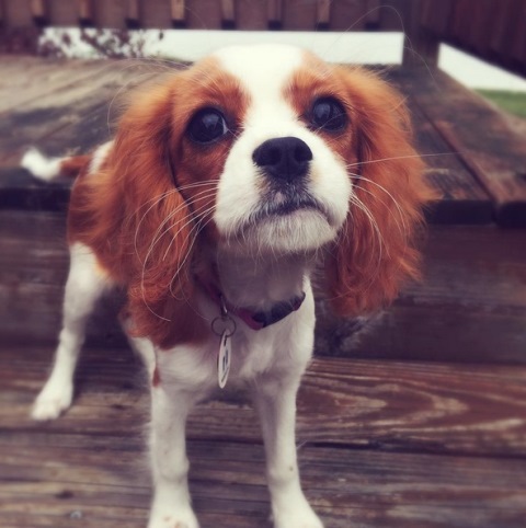cavalier-king-reprodu%c3%a7%c3%a3o-instagram-littlelexicavalier