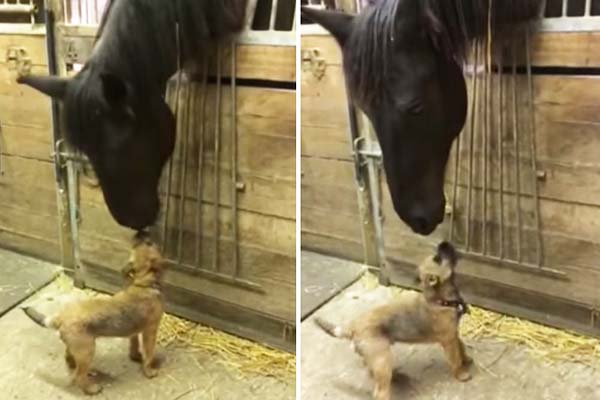 Cão caramelo adora ficar de rosto colado com amigo cavalo e vídeos fazem  sucesso online