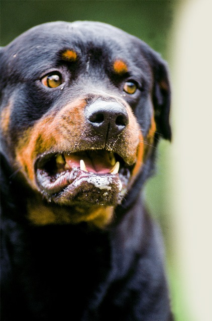 c%c3%a3o-da-ra%c3%a7a-rottweiler-1-jpg1