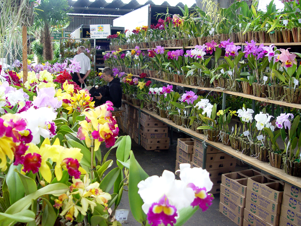 ceagesp-flores-lilianuyema.jpeg