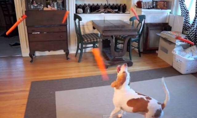 Cachorro cenoura