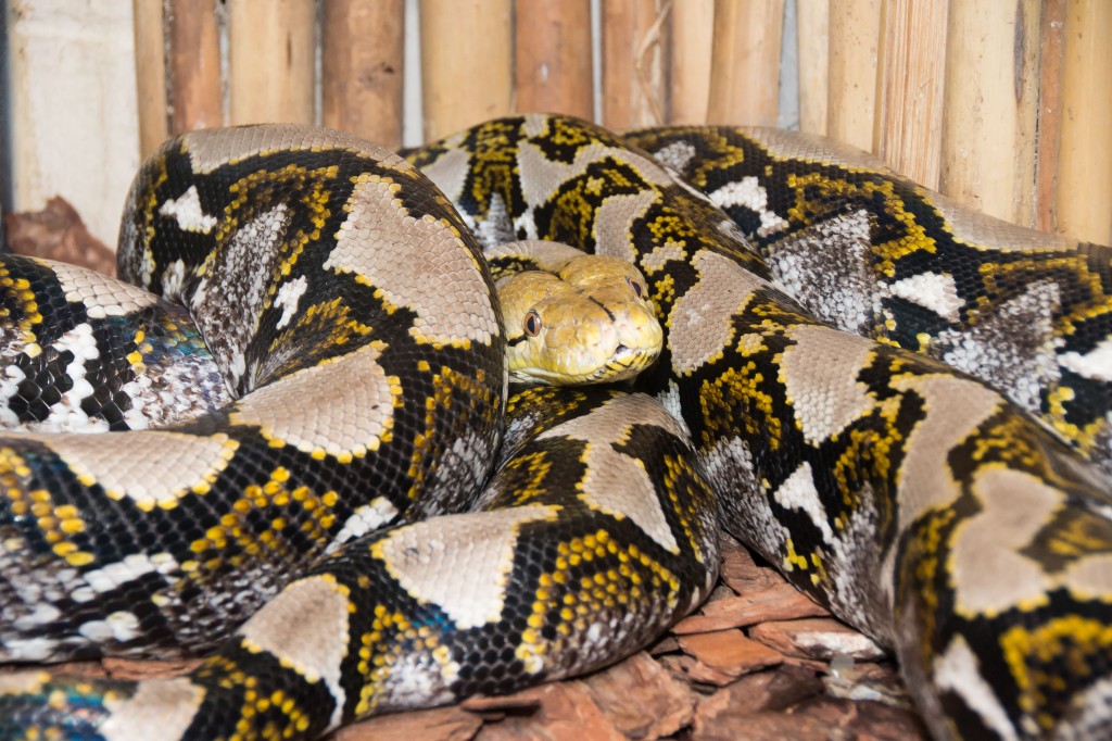 Cobra píton: cirurgia aconteceu na clínica veterinária da Universidade de Sorocaba (Divulgação/Prefeitura Municipal de Sorocaba)