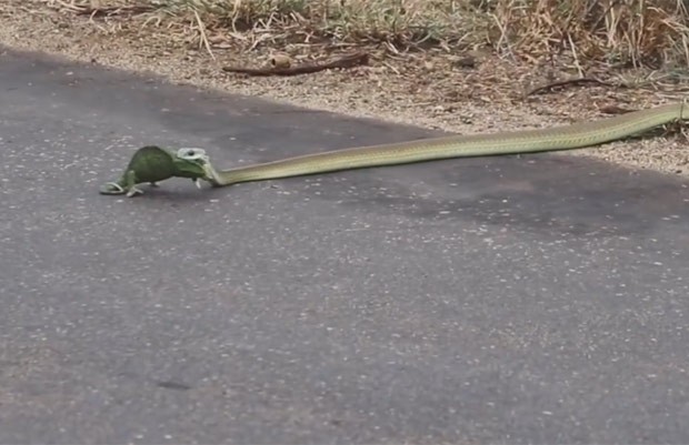 Camaleão é capturado no meio da rua