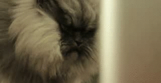 colonel_meow_uses_res-14820