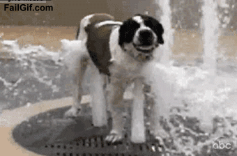 cute-animals-taking-baths-gifs-sprinkler-dog