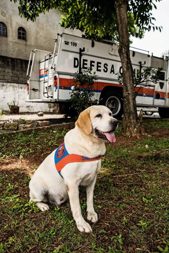 Cachorro cão defesa civil