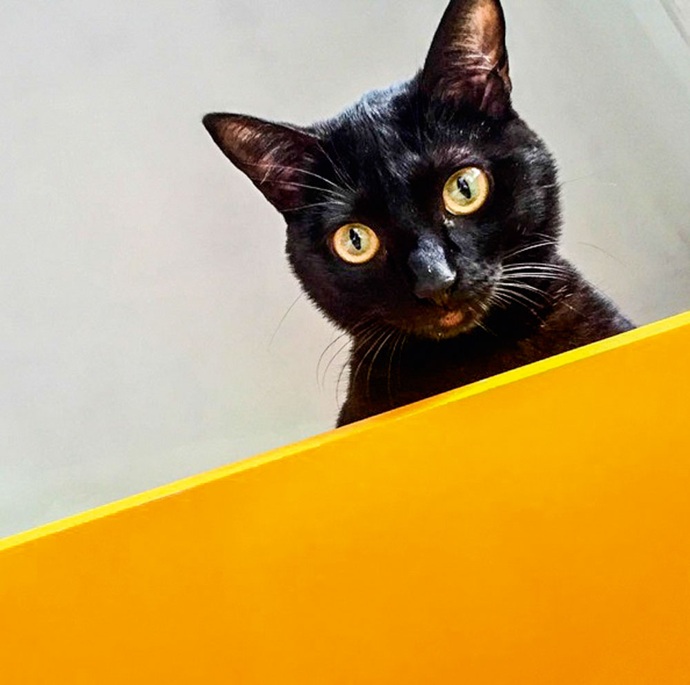 Eu e Meu Pet: a gata Zazá