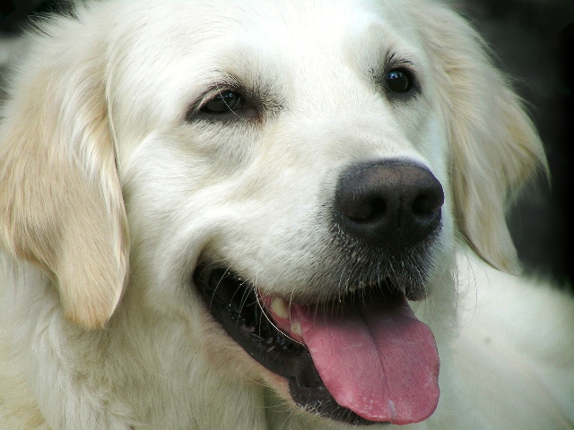 dog-1391023-1280×960