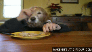 cachorro comendo gif