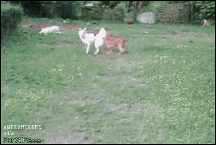 dog-jumping-fail