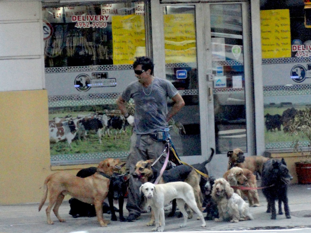 Dog walker: saiba tudo sobre passeadores de cães