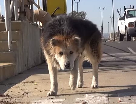 dog