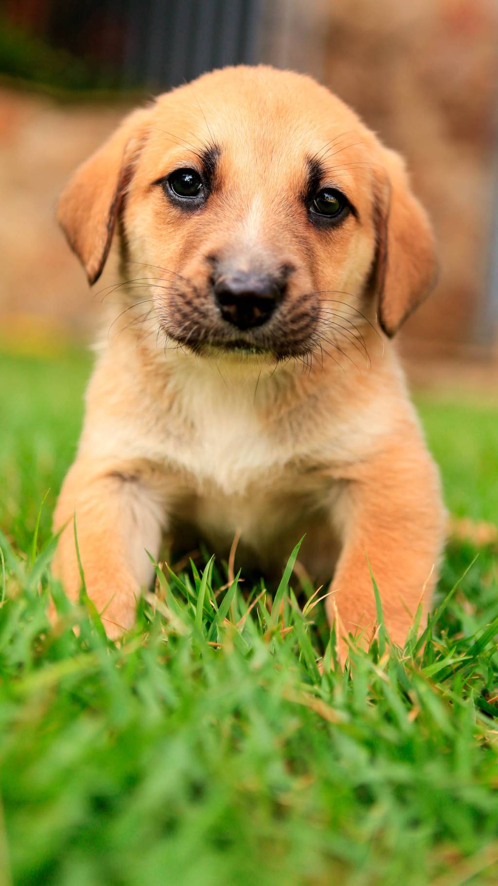 Página do Facebook divulga receitas com carne de cão e gato