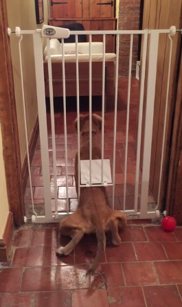 dogdoor