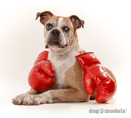 Cachorro boxeador