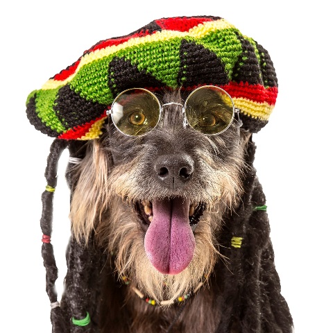 Cachorro jamaicano