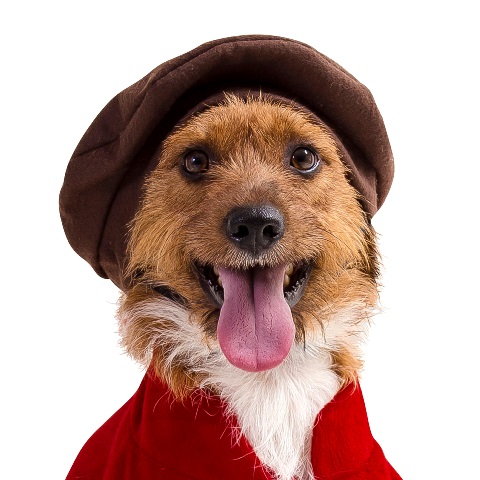 dogmodels_pintor1