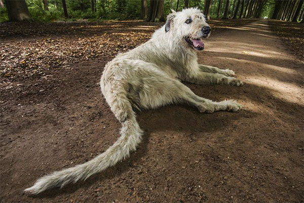 Conheça Keon, o cachorro dono do “maior rabo do mundo” de acordo