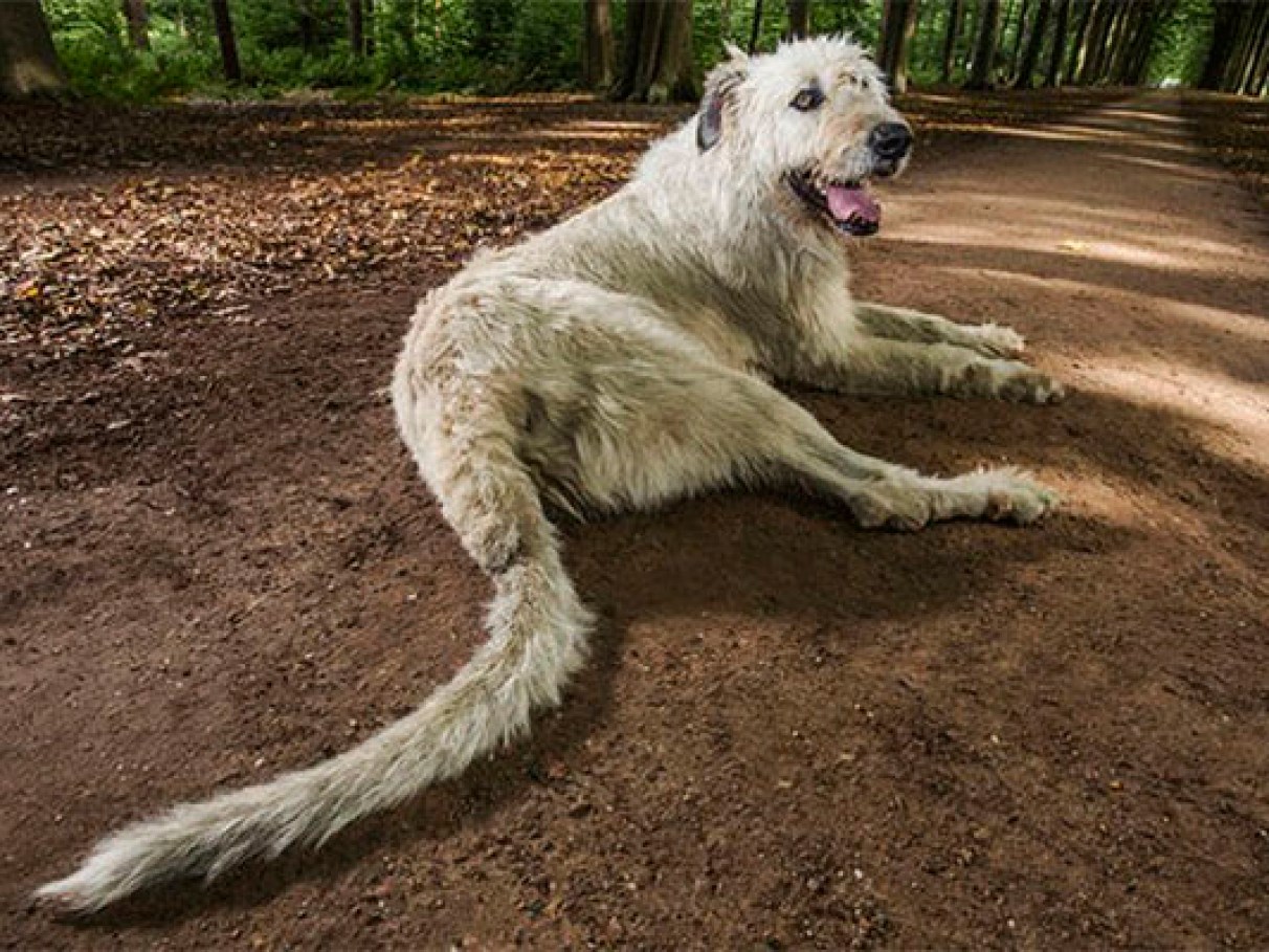 Conheça Keon, o cachorro dono do “maior rabo do mundo” de acordo com o  Livro Guinness de Recordes