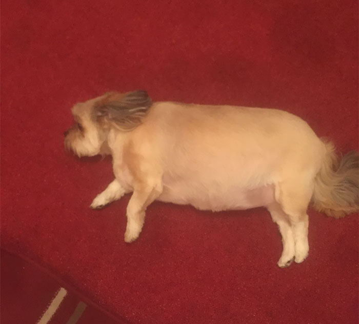 dogperu2 dogperu2