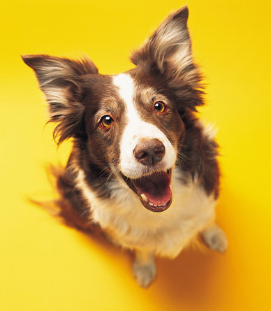 Seguros e planos de saúde para seu pet