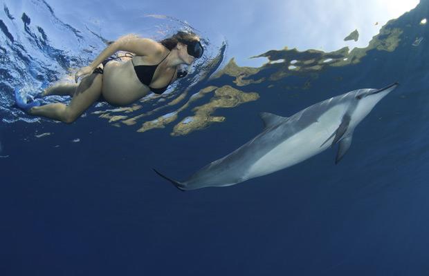 dolphin-pregnant_1559606i