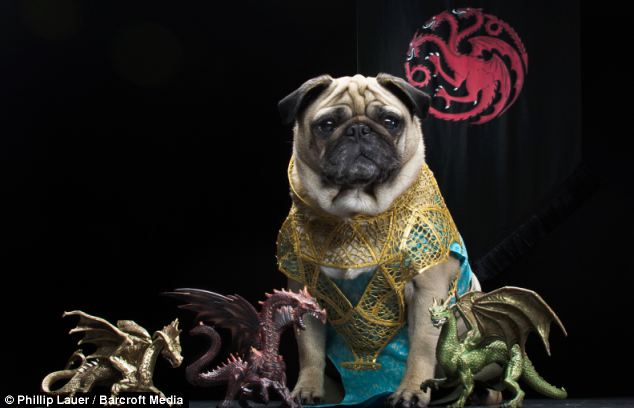 Dragon litter - Roxy as Daenerys Targaryen, the Mother of Dragons from Game of Thrones