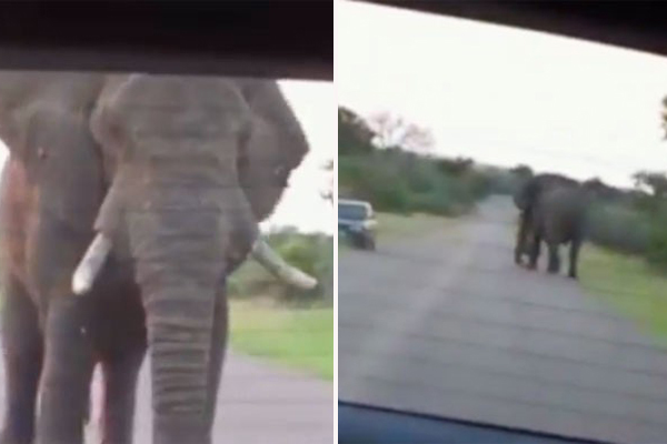 Turistas são “cercados” por elefantes em momento tenso em parque