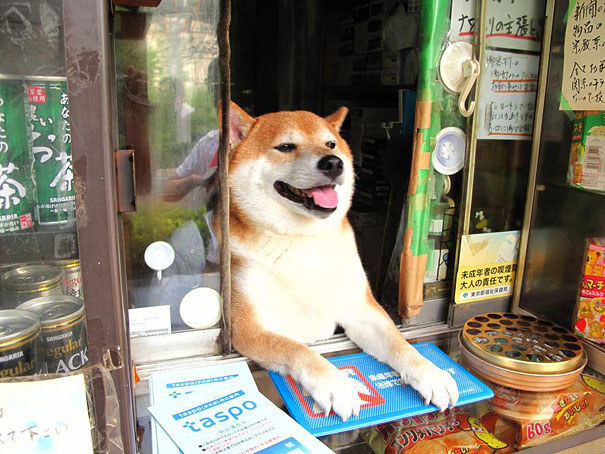 Cachorro “trabalha” caixa em loja no Japão e conquista clientes | VEJA PAULO