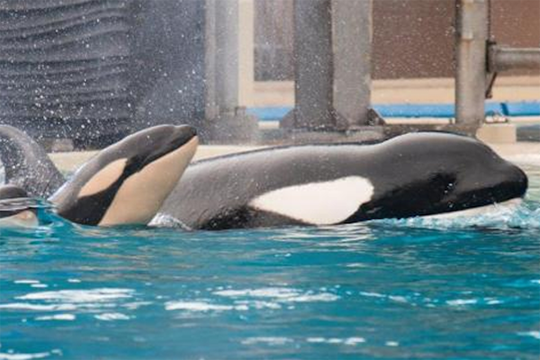 Após polêmicas, filhote de baleia orca nasce no SeaWorld