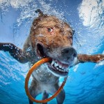 Cães embaixo d'água