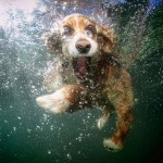 Cães embaixo d'água