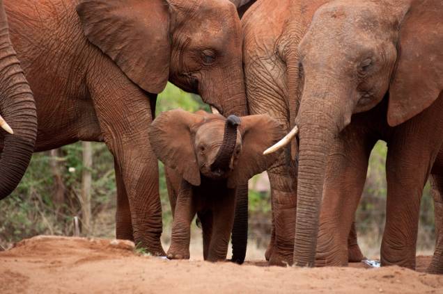 Born to Be Wild 3D: cotidiano de uma família de elefantes é mostrado no documentário