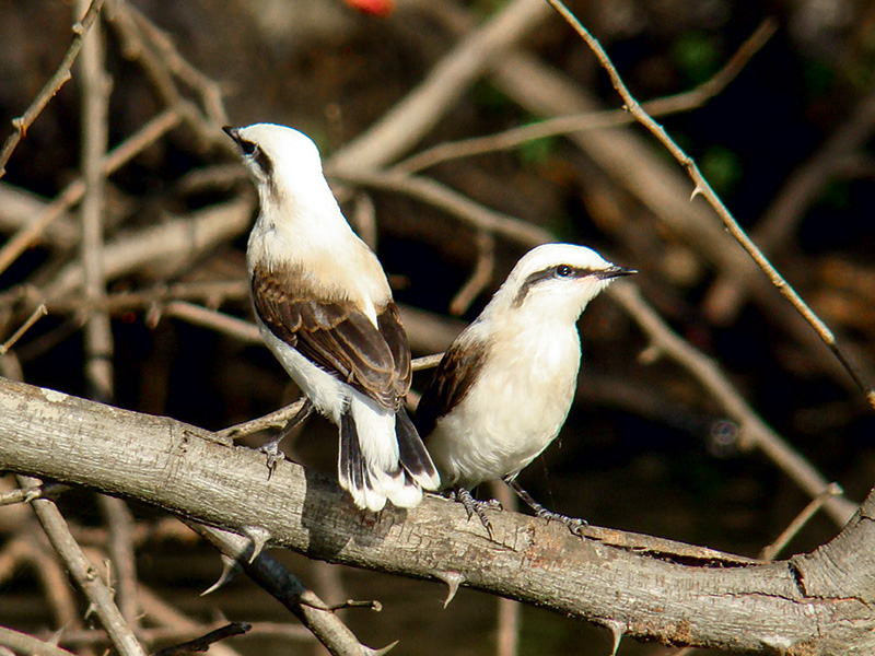 fluvicola-nengeta-pet-4-jpg