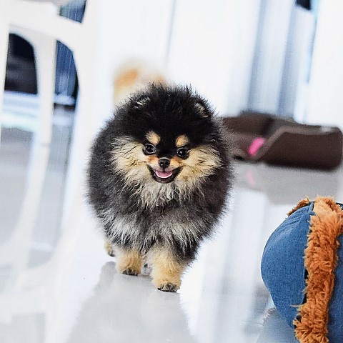 Familia De Cinco Lulus Da Pomerania Faz Sucesso No Instagram Veja Sao Paulo