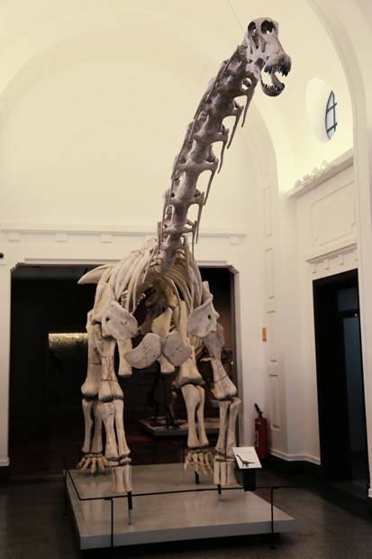 Esqueleto de tapuiassauro, de 11 metros de comprimento