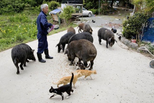 Protetor animais Fukushima