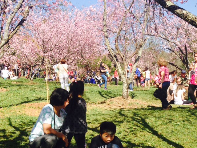 Festa das Cerejeiras, no Parque do Carmo
