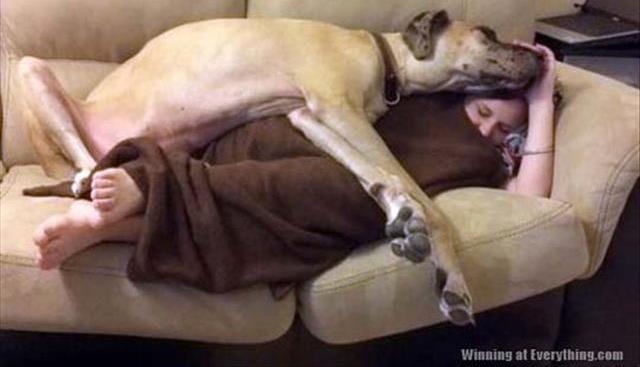 funny-animal-3-dog-blanket