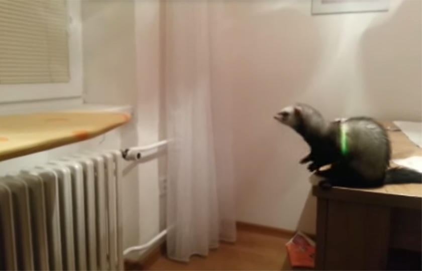 O salto de um furão desastrado rende o vídeo mais divertido do dia