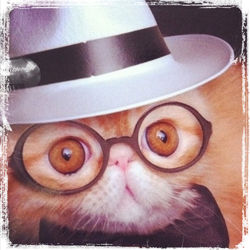 gatinho