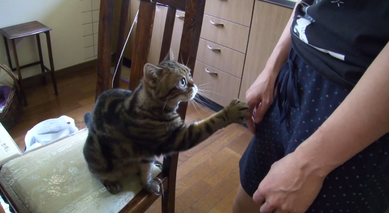 gatinho