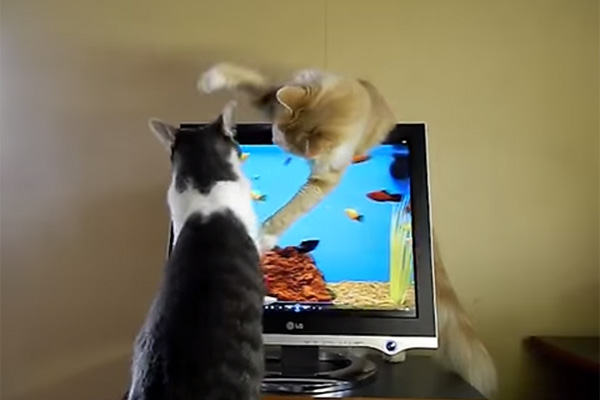 gatinhocomputador