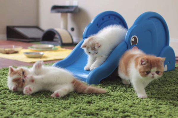 gatinhos
