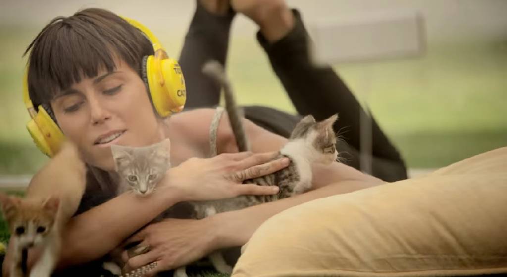 Para ajudar pessoas a se livrar do estresse do dia a dia, canal do YouTube as surpreende com gatinhos em vídeo fofo